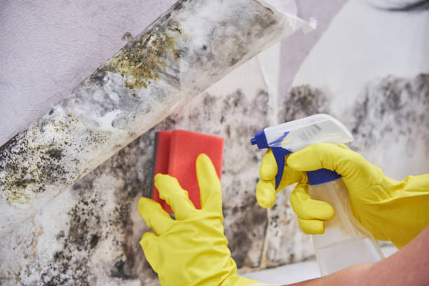 Why You Should Choose Our Mold Remediation Services in Niceville, FL